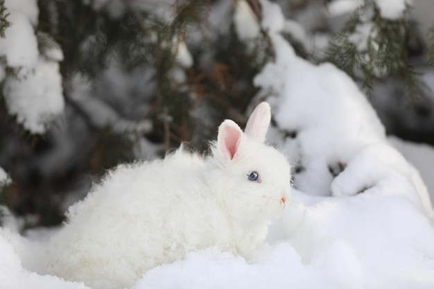 weißer Hase im Wald im Winter