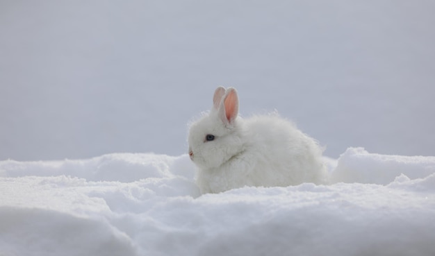 weißer Hase sitzt im Schnee