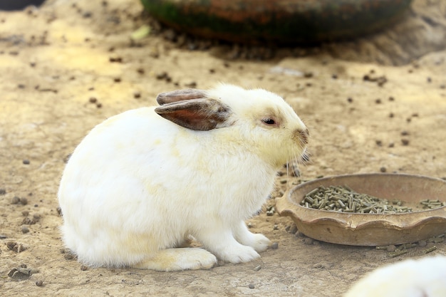 Weißer Hase