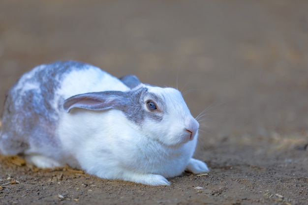 weißer Hase