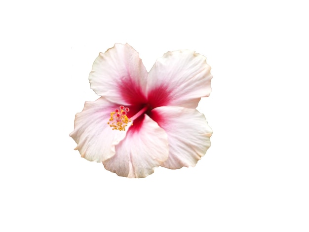 Weißer Hibiskus auf weißem Hintergrund