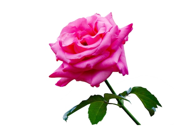 Weißer Hintergrundisolat der rosa Rose