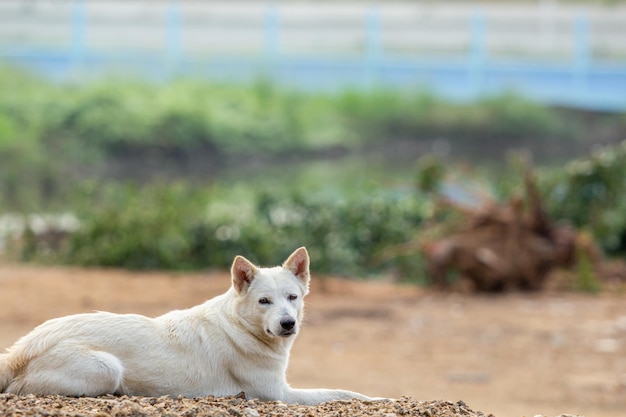 Weißer Hund auf Felsen auf grünem Hintergrund