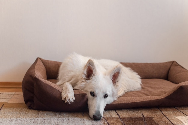 Weißer Hund, der auf Hundebett liegt