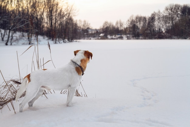 Weißer Hund, der den gefrorenen See betrachtet