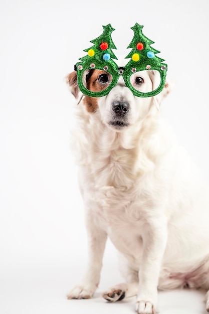 Weißer Hund, der in lustigen Weihnachtsbaumgläsern sitzt Das Konzept von Neujahr und Weihnachten