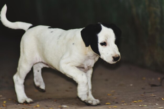 Weißer Hund, der wegblickt