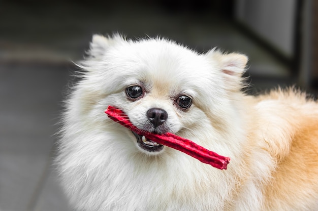 Weißer Hund des Spitzes halten rote Imbisse im Mund