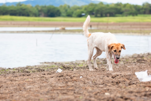 Weißer Hund finden Nahrung am Land mit trockenem und gebrochenem Boden, weil die globale Erwärmung trocken ist.