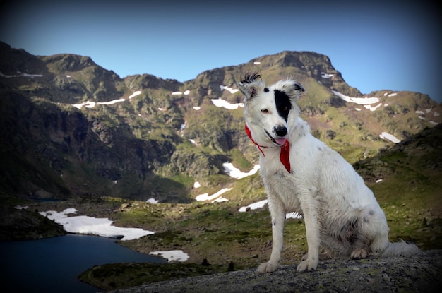 Weißer Hund gegen Berge im Winter