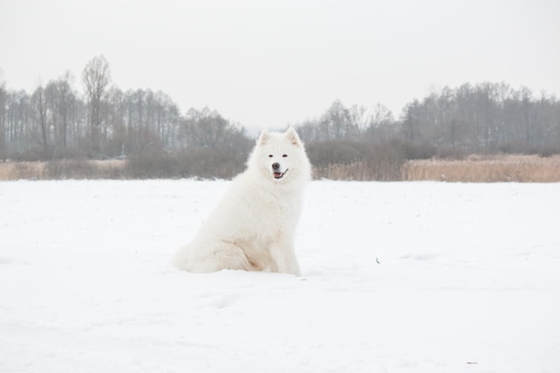 Weißer Hund im Schnee