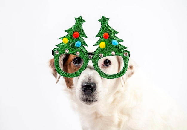Weißer Hund in lustigen Gläsern in Form von Weihnachtsbäumen Konzept des neuen Jahres und Weihnachten