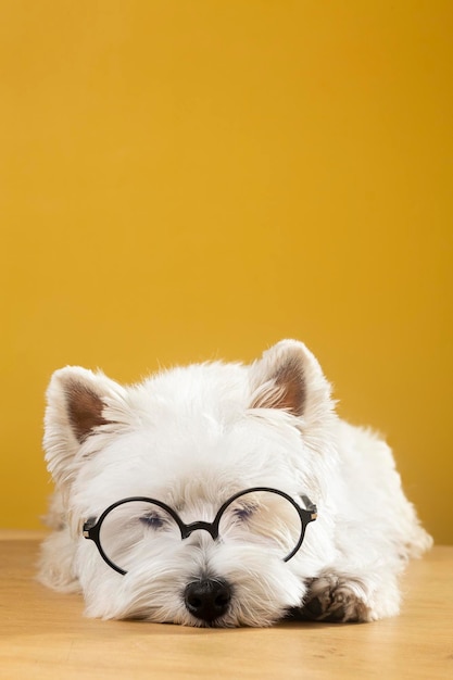 Weißer Hund mit Brille schläft Träume auf gelbem Hintergrund