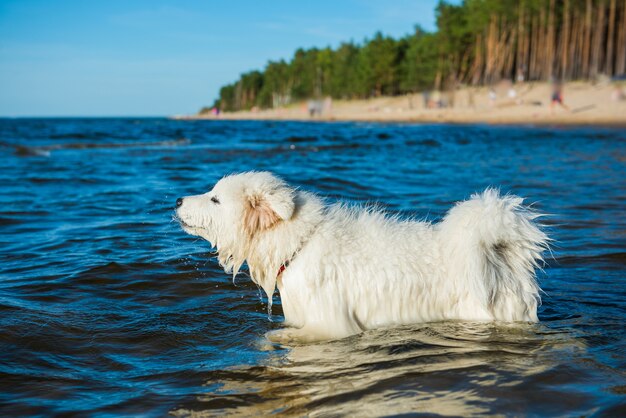 Weißer Hund Samojede Welpe geht in der Nähe des Wassers am Ufer der Ostsee