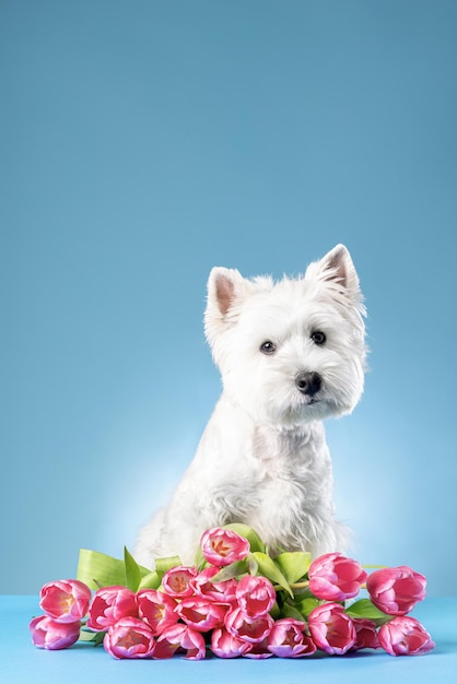 Weißer Hund West Highland White Terrier mit Blumen auf hellem Hintergrund