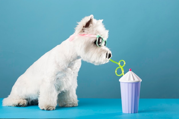 Weißer Hund West Highland White Terrier trinkt Saft im Sommerurlaub Foto in hoher Qualität