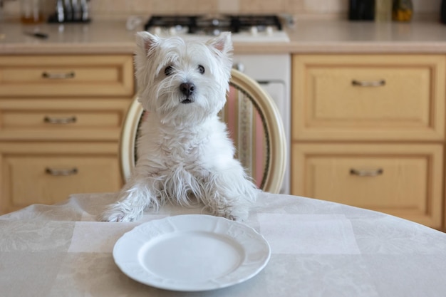 Weißer Hund West White Terrier sitzt am Esstisch in der Küche vor einem leeren Teller