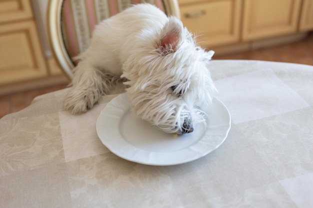 Weißer Hund West White Terrier sitzt am Esstisch in der Küche vor einem leeren Teller