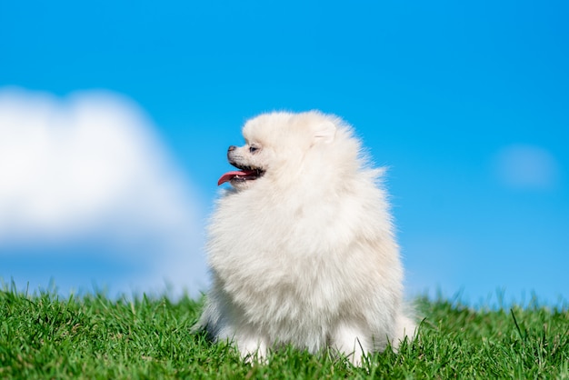 Weißer Hunderasse Spitz auf grünem Gras auf blauem Wolkenhimmel.