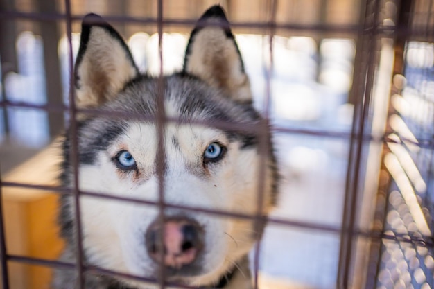 Weißer Husky mit blauen Augen blickt in einen Käfig auf einer Hundefarm in der Nähe von Kemerowo Sibirien Russland