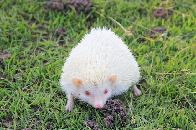 Weißer Igel