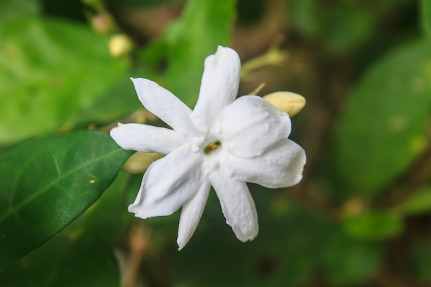 Weißer Jasmin blüht im Garten