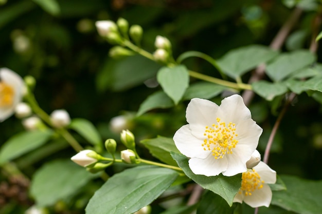 Weißer Jasmin blüht Nahaufnahme auf dem Hintergrund des Laubs