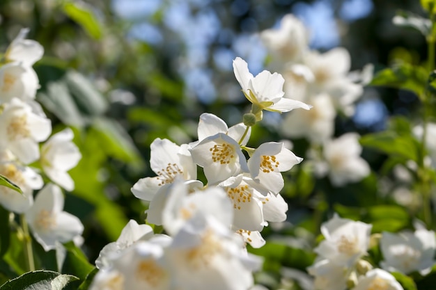 Weißer Jasmin, der im Sommer blüht, blühende Pflanzen zur Dekoration des Territoriums