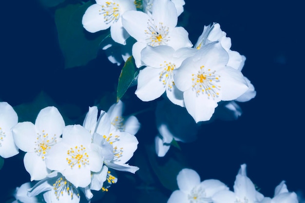 Weißer Jasmin Der Zweig delikate Frühlingsblumen