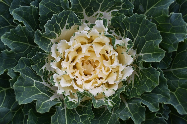 Foto weißer kern wildkohl textur ungewöhnlicher blumenhintergrund