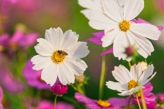 Weißer Kosmos blüht im Garten