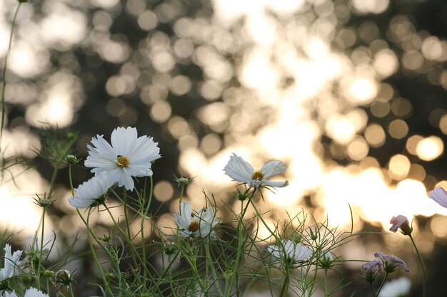 Weißer Kosmos mit Bokeh