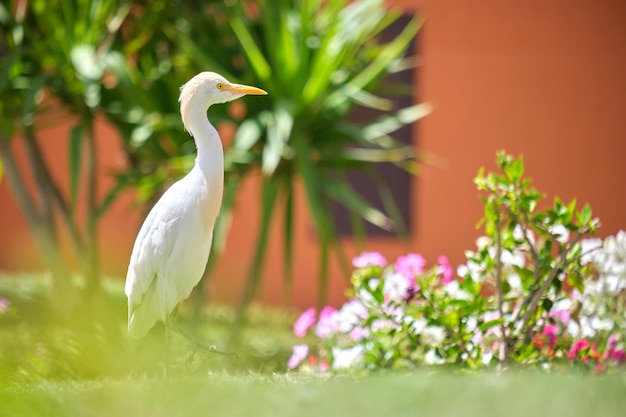 Weißer Kuhreiher Wildvogel, auch bekannt als Bubulcus ibis, der im Sommer auf dem grünen Rasen im Hotelhof spazieren geht