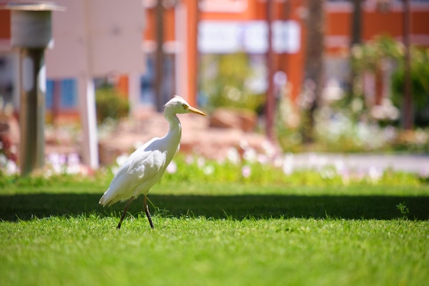 Weißer Kuhreiher-Wildvogel, auch bekannt als Bubulcus ibis, der im Sommer auf grünem Rasen im Hotelhof spaziert