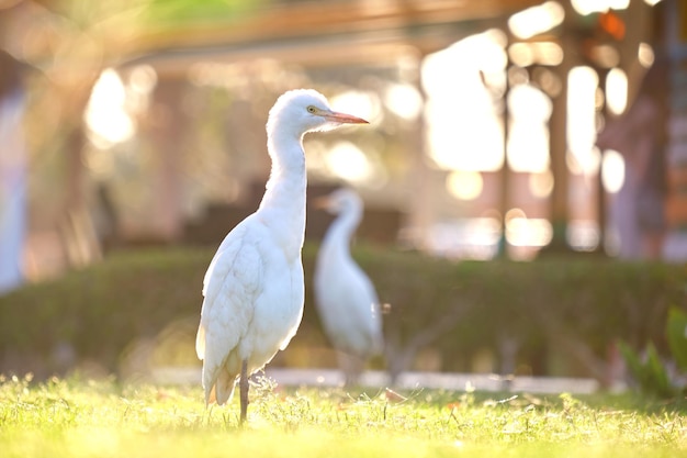 Weißer Kuhreiher-Wildvogel, auch bekannt als Bubulcus ibis, der im Sommer auf grünem Rasen spaziert