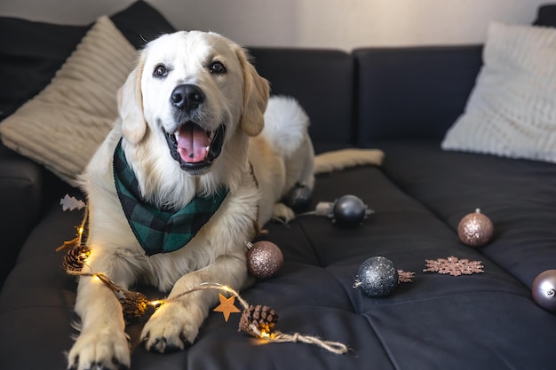 Weißer Labrador-Hund auf der Couch unter dem Kopierraum des Weihnachtsdekors