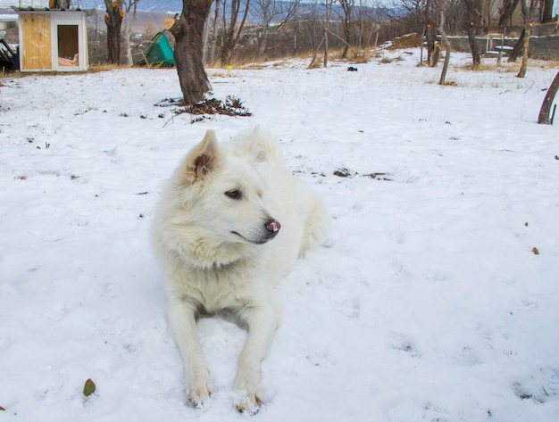 Weißer langer Pelzhund im Schnee