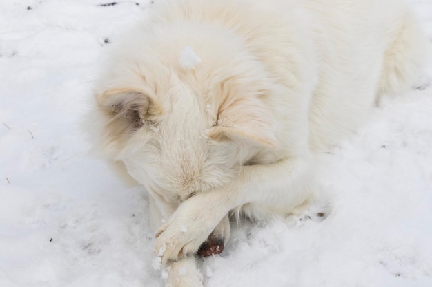 Weißer langer Pelzhund im Schnee