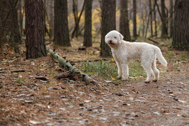 Weißer lockiger Hund des italienischen Lagottos auf einem Spaziergang am Herbstwald