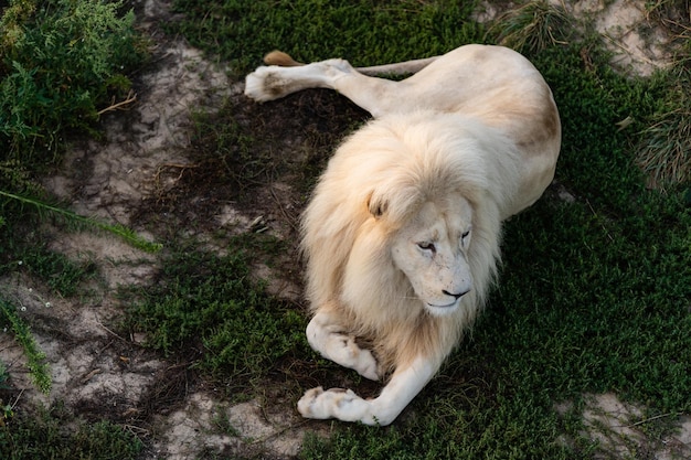 Weißer löwe im zoo, der könig der tiere