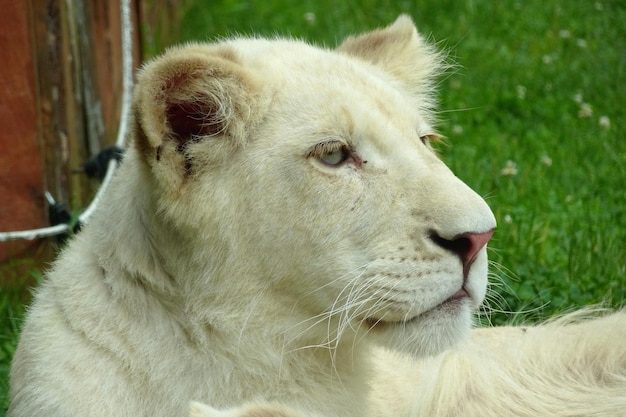 Weißer Löwe (Panthera leo)