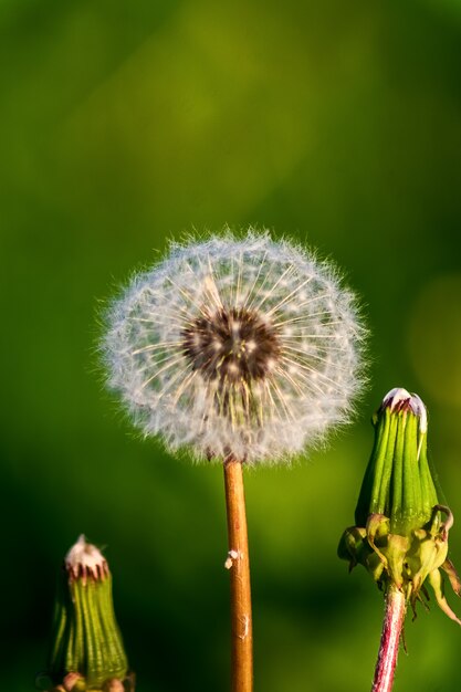 Weißer Löwenzahn blüht im Frühjahr sonnigen Tag.