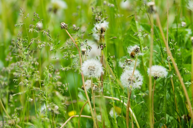 Weißer Löwenzahn im Gras