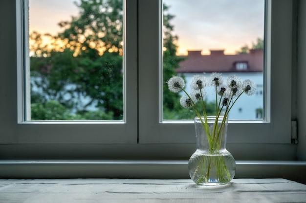 Weißer Löwenzahn in Glasvase am Fenster