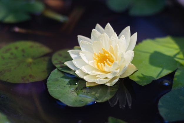 weißer Lotos der Schönheit im Teich mit grünem Blatt auf Wasser