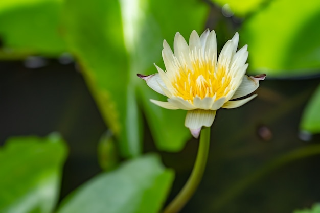 Weißer Lotos im Hausgarten