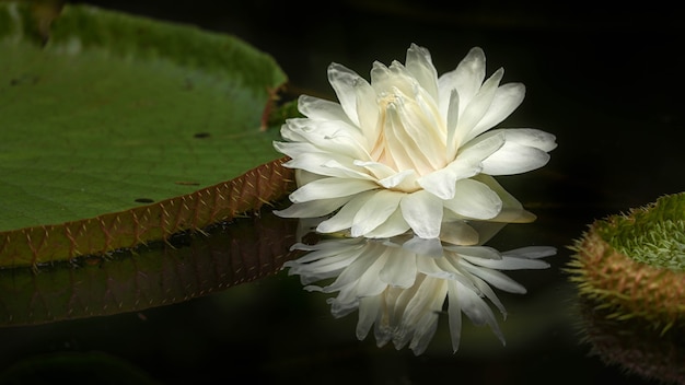 Weißer Lotus auf dem Teich