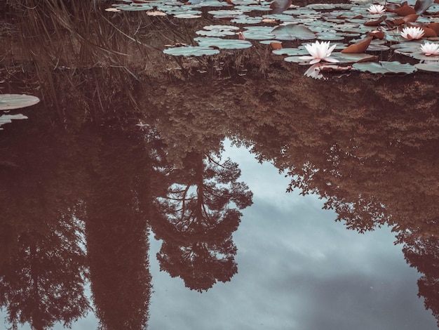 Weißer Lotus im dunklen Teich mit Himmelsreflexion in Wasserwolken vor dem Regen