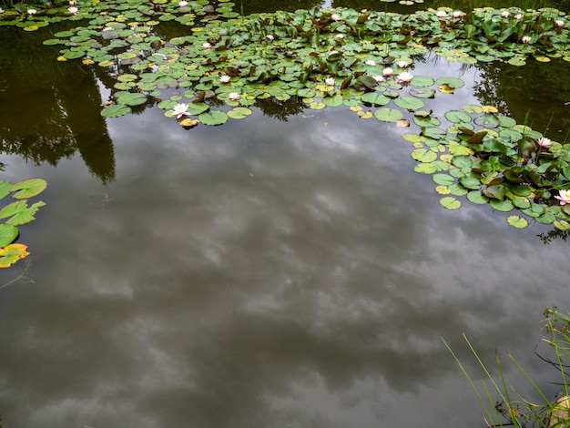 Weißer Lotus im Teich