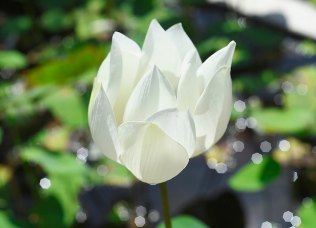 Weißer Lotus in einem Teich aus nächster Nähe